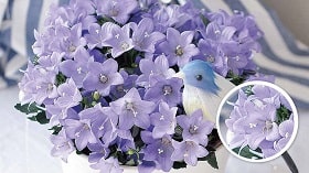 ✼ Kaorin ✼ 花菖蒲 カーネーション 白詰草 カンパニュラ カンパニュラ | 株式会社ハクサン｜花や植物、園芸資材を取扱う